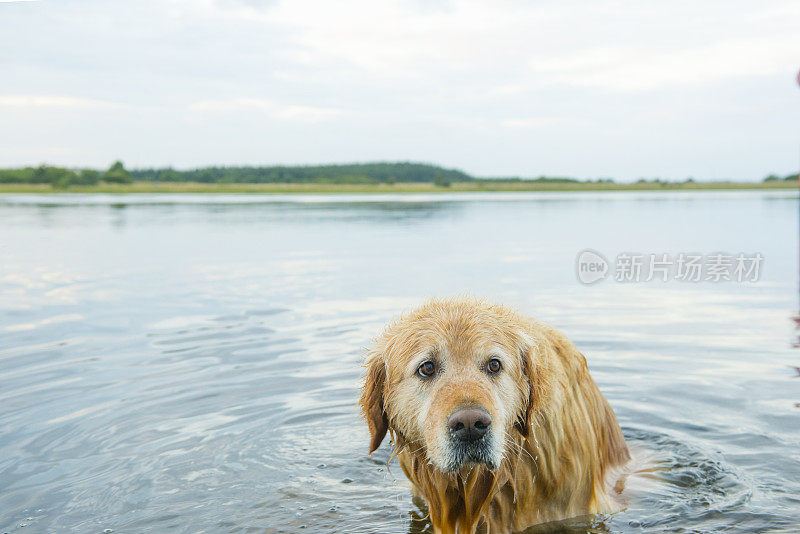 湖中的金毛寻回犬