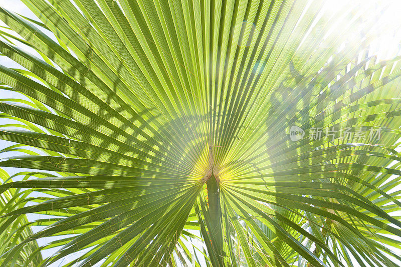 棕榈叶在耀眼的阳光下