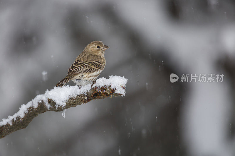 雌家雀栖息在积雪的树枝上