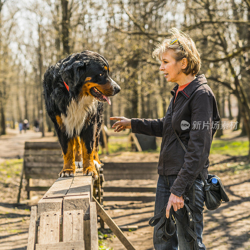 成熟迷人的女人，驯狗师，教伯尔尼山犬在横梁上行走。