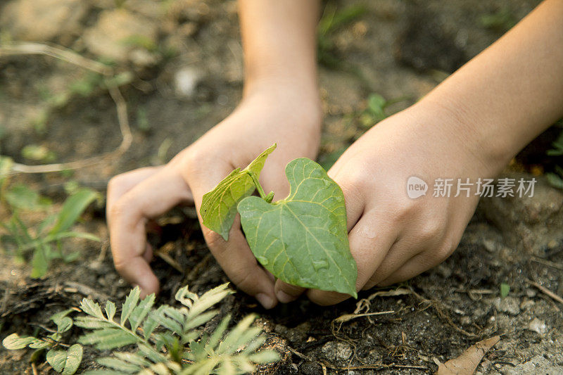 女孩在花园里种植物