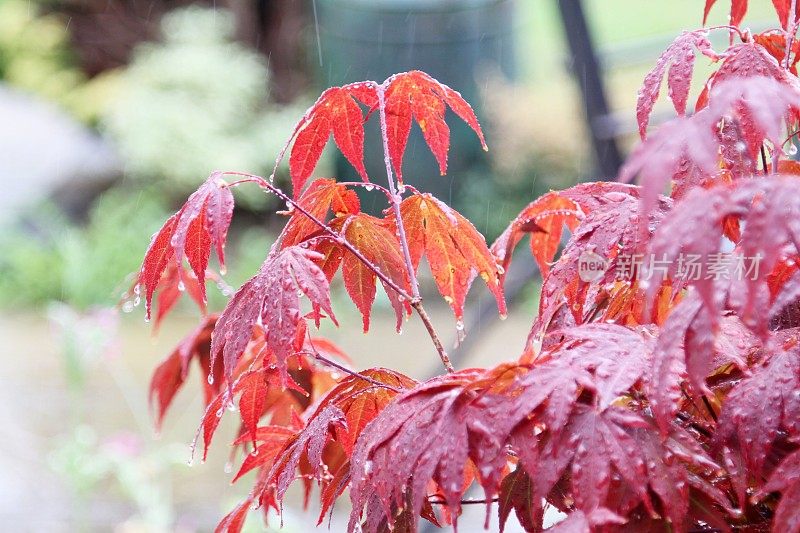 红枫，雨中槭