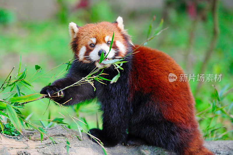 吃竹子红熊猫