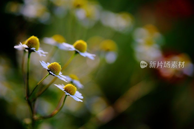 夏天的野花