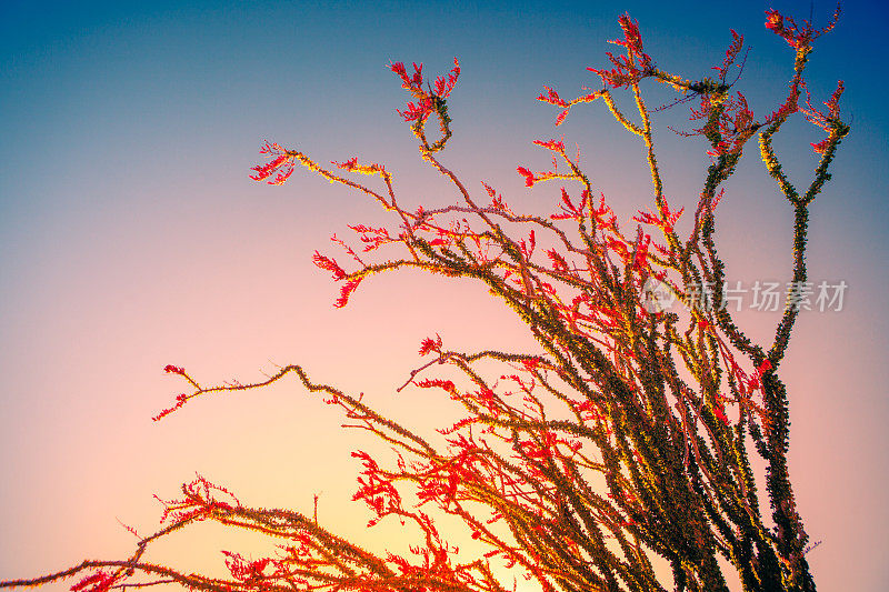 奥科提罗剪影在日落对晴朗的天空，安萨-博雷戈沙漠州立公园