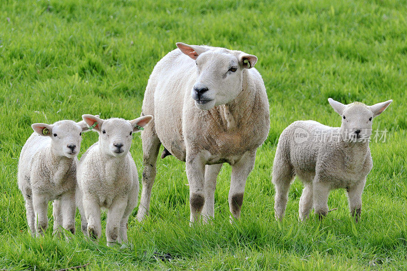 母羊和她的三只小羊羔在草地上