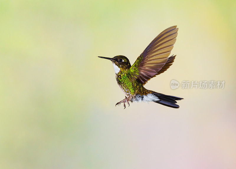 蜂鸟，碧玺，太阳天使