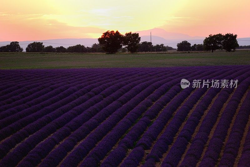 夕阳照耀着薰衣草田09