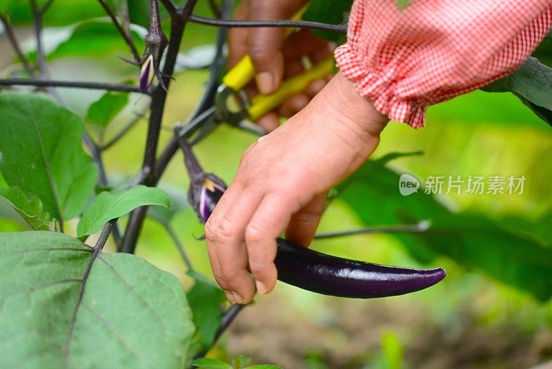 挑选新鲜的茄子