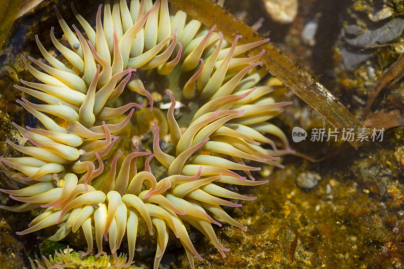 潮汐池中的海葵