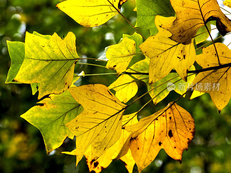 秋天的树叶变颜色的绿色背景模糊的树木