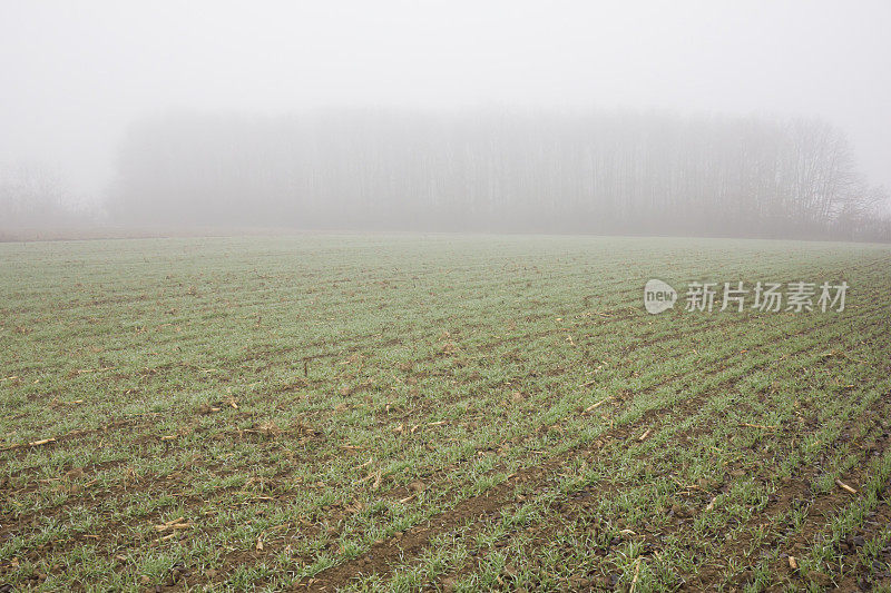 在有雾的秋日播种农地