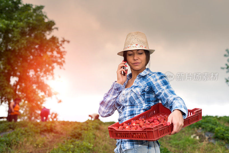 在草莓种植园工作的女人