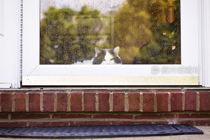透过湿玻璃门看的猫