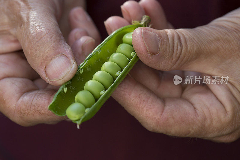 青豌豆