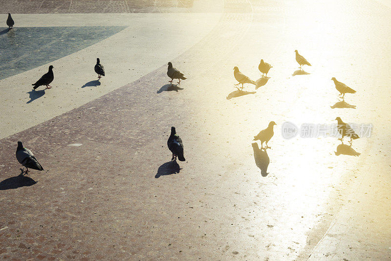 西班牙巴塞罗那加泰罗尼亚广场上的一群鸽子