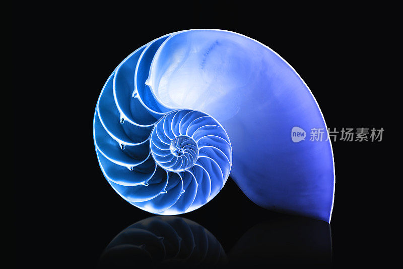 鹦鹉螺壳数学螺旋与蓝色覆盖双色
