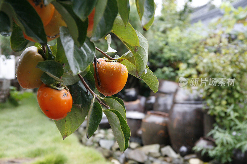 柿树和韩国传统壶