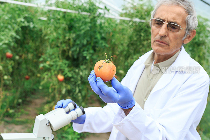 科学家使用显微镜观察植物状况