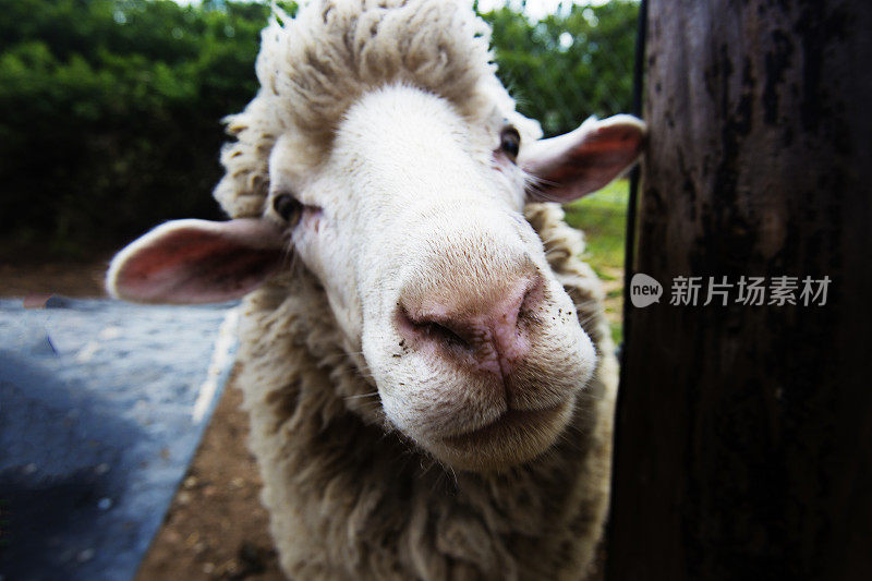 羊头望着相机