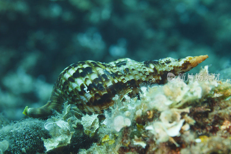 海神贝壳海洋生物水下呼吸器潜水员视角地中海