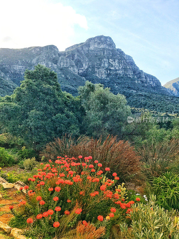 风景在Kirstenbosch植物园，开普敦，南非