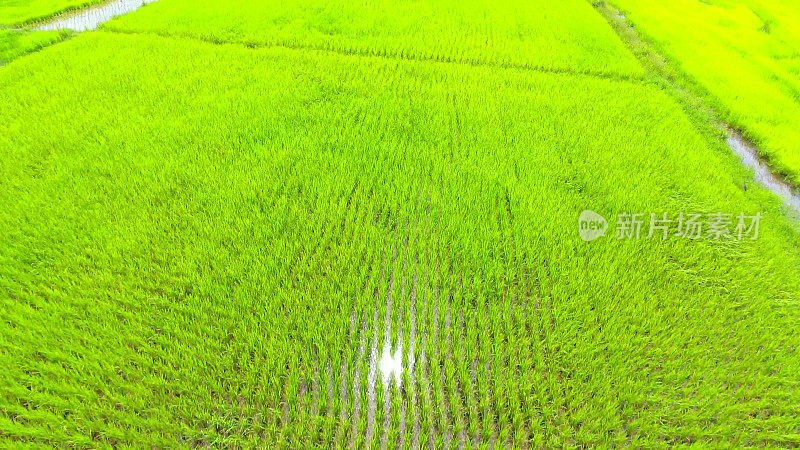 航拍自然全景，一片绿色的稻田