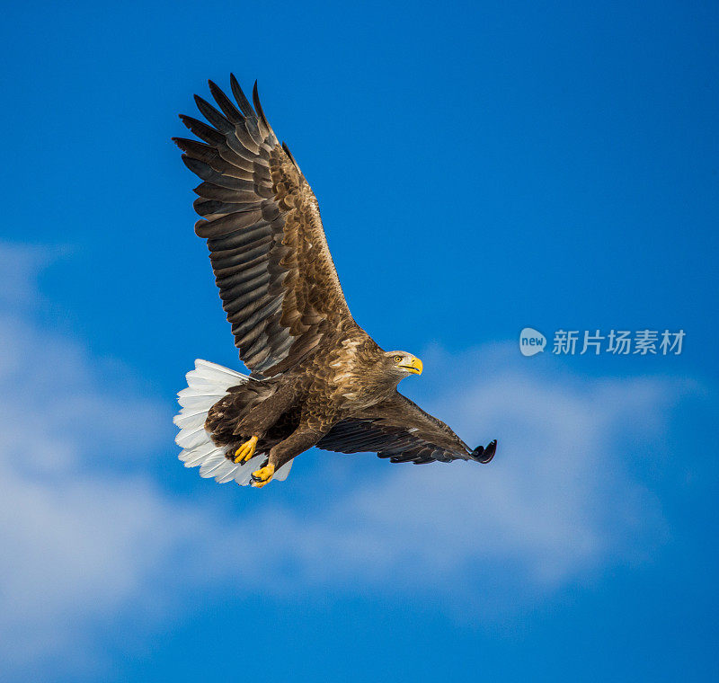 白尾鹰在蓝天的背景飞行。