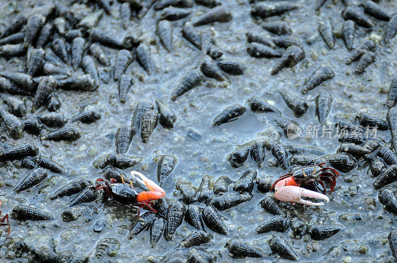 泰国红树林中的招潮蟹。