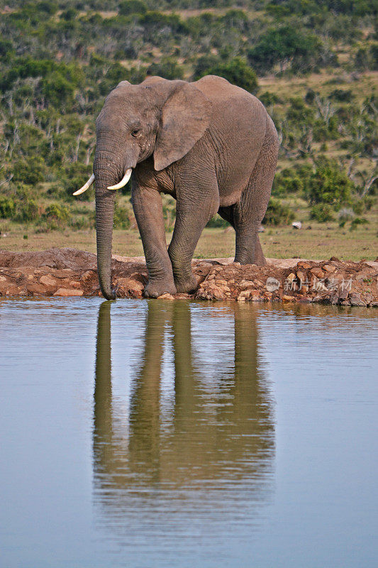 大象站在非洲的水坑边