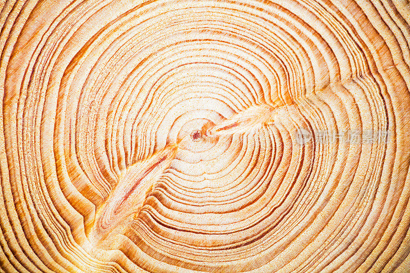 木纹理年轮背景，雪松黎巴嫩