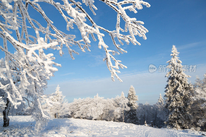 在阳光明媚的冬日，白雪覆盖的树木