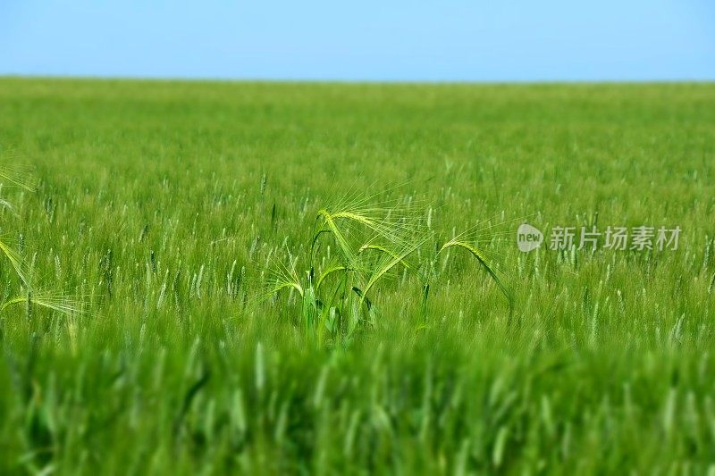 场的小麦