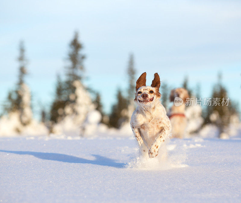 挪威辛弗杰尔·奥普兰，一只在雪地里玩耍的英国赛特犬