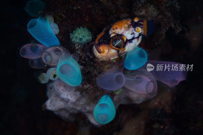 礁上的被囊动物的彩色花束