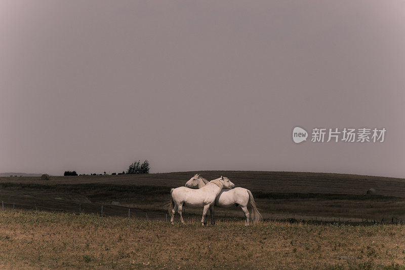 在阿尔伯塔省农村的田野里拥抱马匹