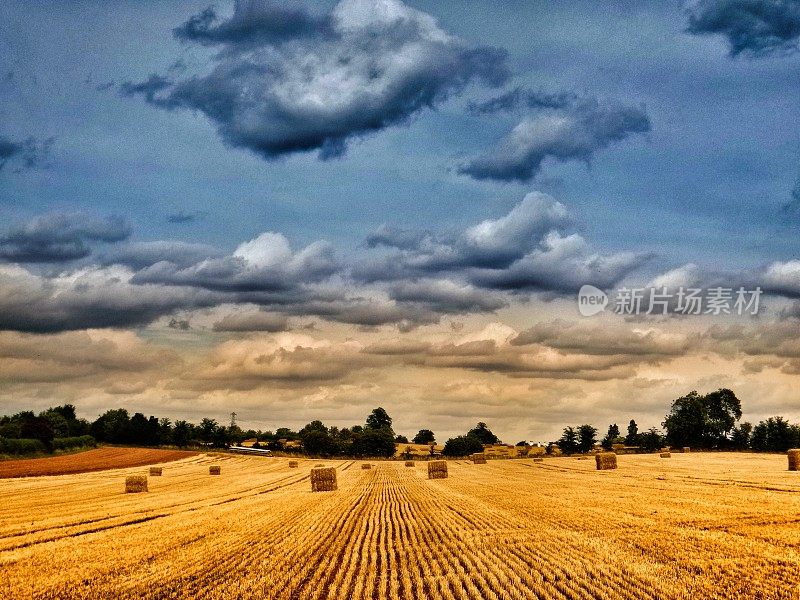 收获的玉米地与茬口茂盛的黄金HDR景观农村农作物农业英国