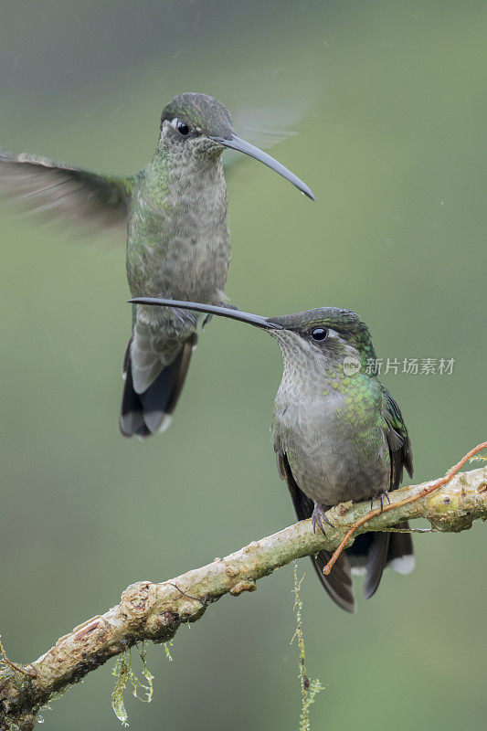 热带雨林中的两只华丽的雌性蜂鸟