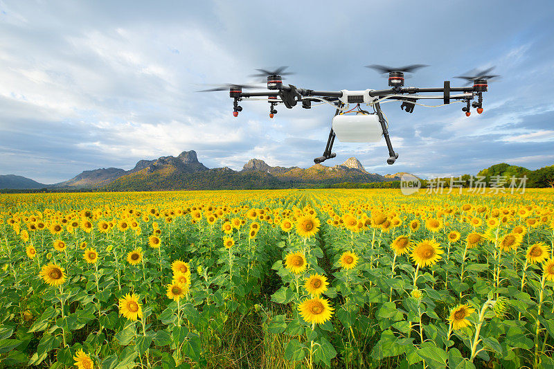 农业无人机在向日葵田飞行，智能农场概念