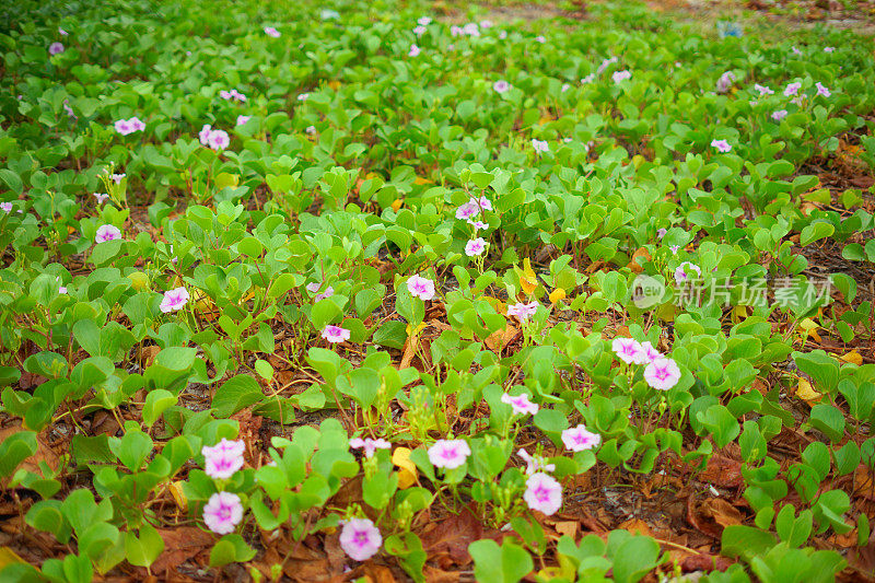 山羊草沙滩牵牛花