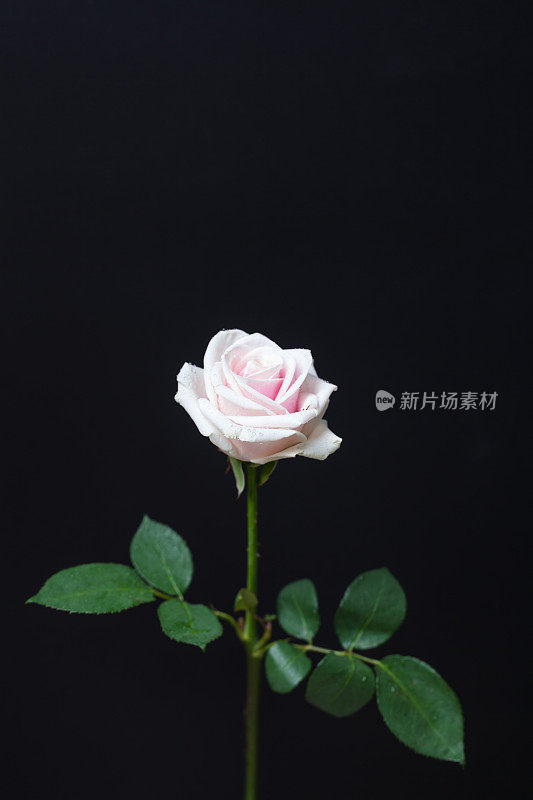 单瓣粉红色玫瑰花，底色为黑色