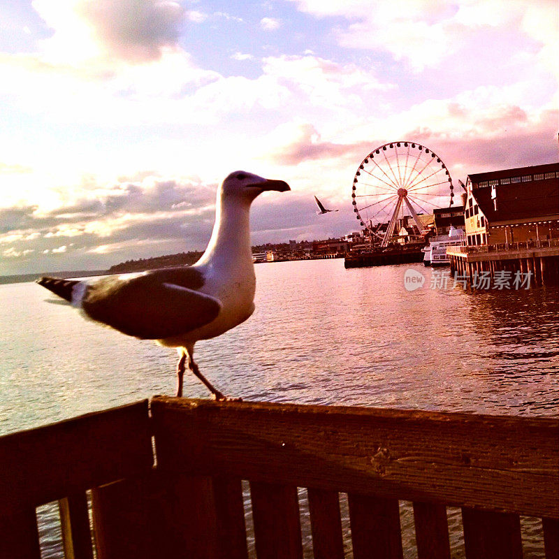 西雅图的海鸥