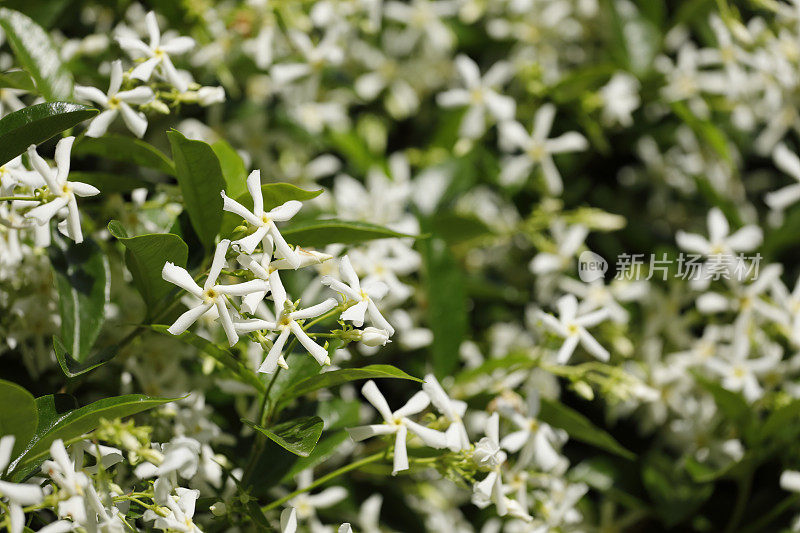 明星茉莉花