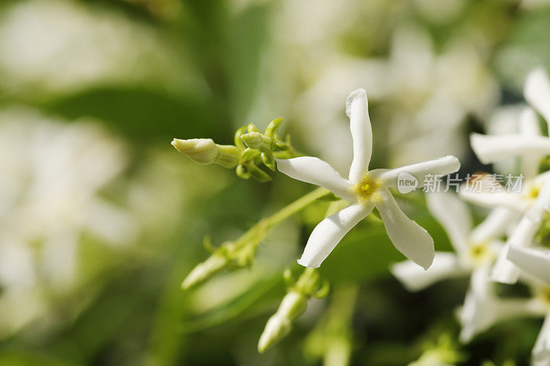 明星茉莉花