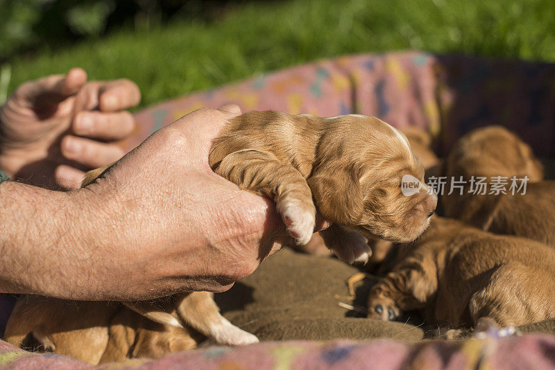 新生的幼犬