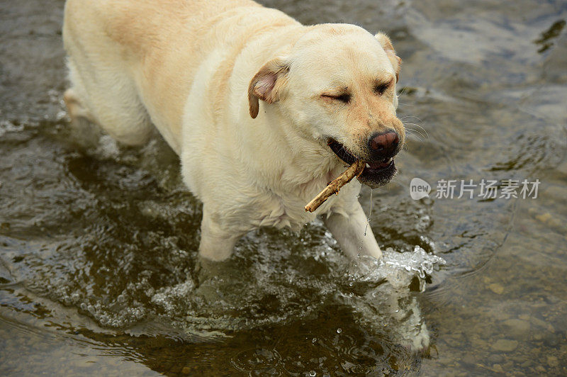 科茨沃尔德的拉布拉多寻回犬