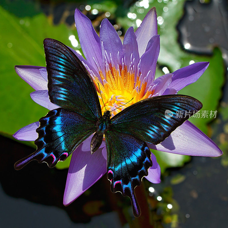 睡莲花上的黑燕尾蝶