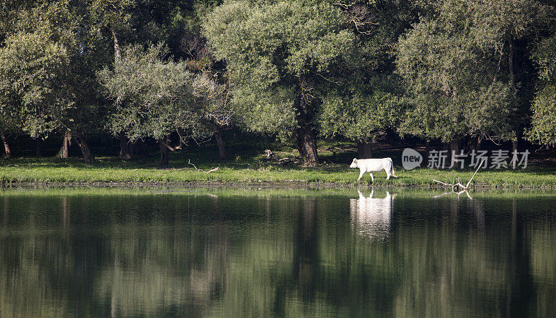 河岸上的白奶牛