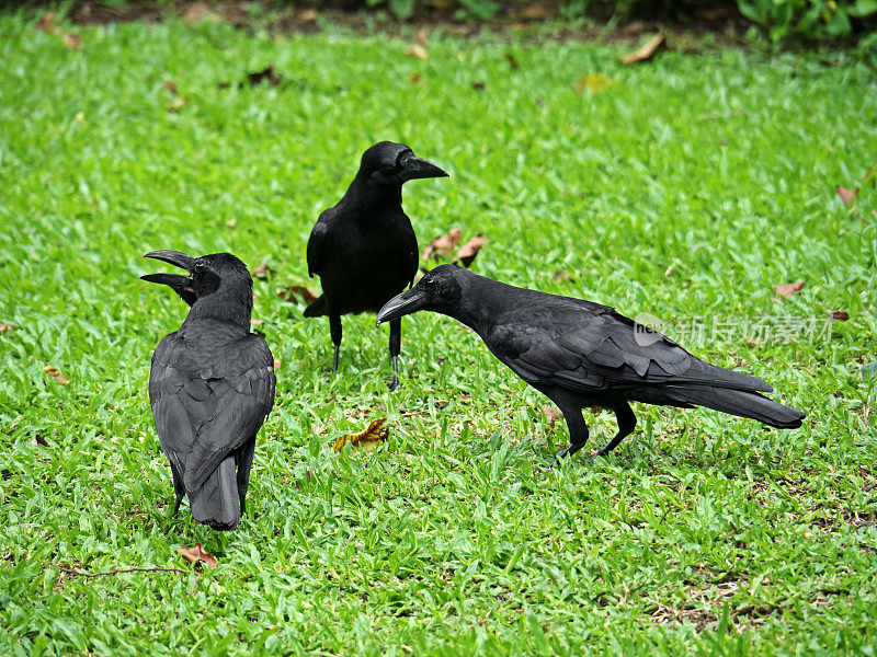 3只乌鸦站在草坪上