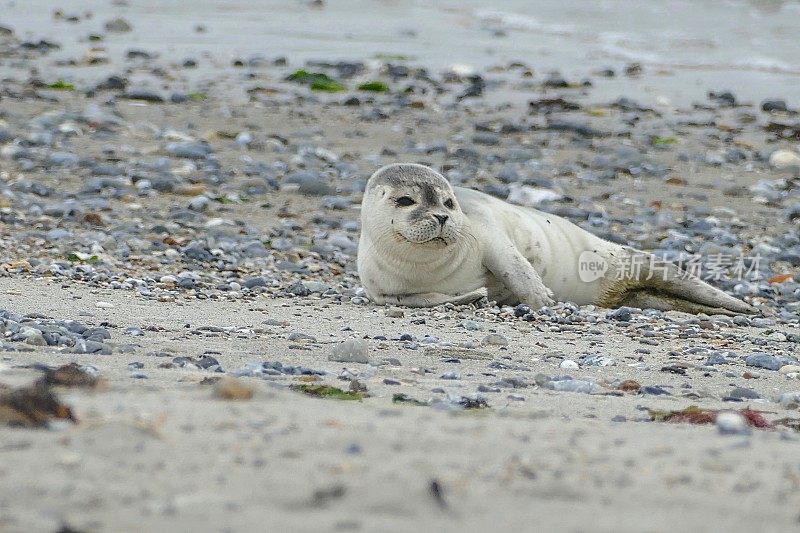 年轻的灰色海豹躺在海戈兰海滩上